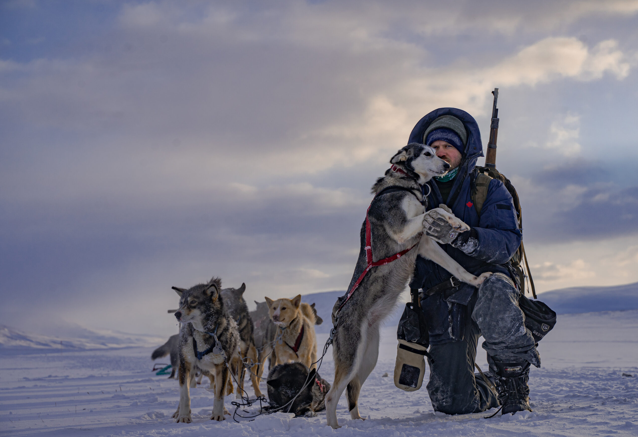 jan hvizdal dogs sledging