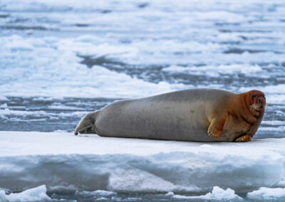 Henningsen Transport and Guiding, Svalbard